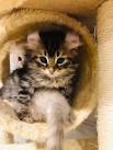 American Curl Kittens for Sale - Adoptapet