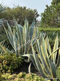 Image result for Agave americana