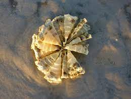 Horse Conch Egg Casing Sanibel Island Shells Sea Shells Shell Beach
