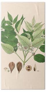 Image result for Schrebera