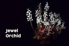 Collection by corey w • last updated 4 weeks ago. Jewel Orchid Ludisia Discolor How To Grow And Care For Jewel Orchids