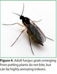 I then opened the window and drove them out. Indoor Flies And Their Control What Causes Indoor Flies