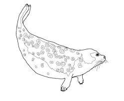 Some of the coloring page names are seal templates coloring in 2020 kiga, leopard seal coloring at colorings to and color, baby seal coloring coloring home, seals coloring, baby seal coloring coloring home, seal templates coloring, kindergarten kids learn about seal coloring coloring sky, seal coloring to, seal drawing at getdrawings, mass. Species Spotlight Ringed Seal Adorable And At Risk Alaska Wildlife Alliance Awa
