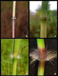 Image result for Enteropogon monostachyos