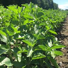 Image result for Withania somnifera