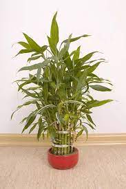 Lucky Bamboo Tree Care Growing The Dracaena Sanderiana Plant Modern Design 1000 Lucky Bamboo Plants Bamboo Plant Care Lucky Bamboo