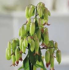 Kalanchoe Magic Bells Orange Violet Plant African Violets Plants Plants