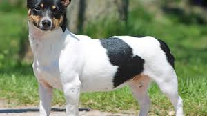 Type b, rat terrier, also known. Teddy Roosevelt Terrier Breeders