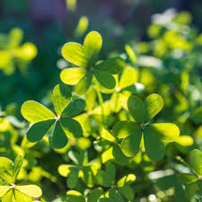 Image result for Oxalidaceae