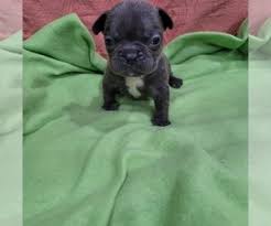 He loves to give puppy kisses & likes to be carried around in your arms. Puppies For Sale Near Las Vegas Nevada Usa Page 1 10 Per Page Puppyfinder Com
