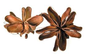 Image result for Quillaja saponaria