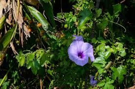 Image result for Ipomoea tuberculata