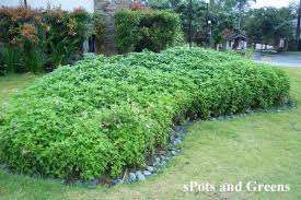 Image result for Asystasia intrusa