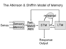They created the atkinson and shiffrin model of memory in 1968, which shows how we collect and store information. Gallery For Semantic Memory Model Memories Memory Match Psychology