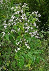 Image result for Meliaceae