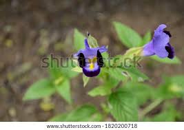The plants spread readily, making them effective avoid watering the plants overhead, as the leaves will rot or develop fungal leaf spot or powdery mildew if they get too wet. Shutterstock Puzzlepix