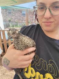 New silkies and Easter Egger chickens