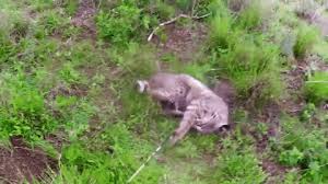 Highly doubt it was rabies tbh. Bow Hunter Gets Bobcat