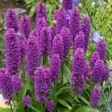 Image result for Fadogia fuchsioides