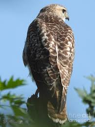 It takes hawks between 18 months and three years to reach sexual maturity. Juvenile Red Tailed Hawk Photograph By J Mccombie