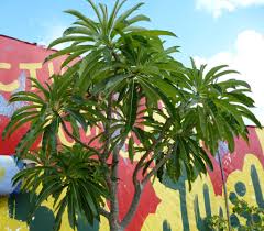 Image result for Pachycarpus firmus