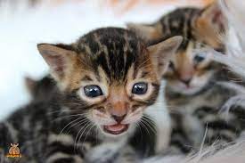 Baby katzen kaufen nrw katzen katzenbabys kaufen. Die Aufzucht Eines Bengalkatzen Kitten 2021 Dikdiks