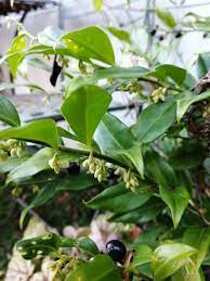 Amazing variety, curated just for you. Sarcococca Glossy Evergreen Leaves Highly Perfumed White Flowers Gorgeous Shinny Black Berries What A Wonderful Winter Shrubs Winter Garden White Flowers