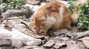 Eyupsultan Da 4 U Yavru 7 Kedi Vahsice Olduruldu