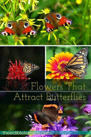 We did not find results for: What Kind Of Flowers Do Butterflies Like Butterfly Garden Flowers That Attract Butterflies Attract Butterflies Butterfly Garden
