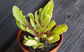 Image result for Kalanchoe laciniata