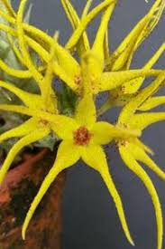 Image result for Orbea rogersii