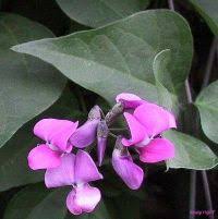 Image result for Macledium zeyheri