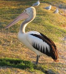Pelican is an amazing bird that can be found on all continents except on the antarctica. Australian Pelican Facts Lesson For Kids Study Com