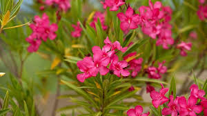 Nerium oleander) هي نبات شديد السمية تعتبر الفصيلة الدفلية كقاعدة عامة من النباتات السامة والخطرة جدا على الإنسان والحيوان، Ø§Ù„Ø¯ÙÙ„Ù‰ Ø´Ø¬ÙŠØ±Ø§Øª Ø³Ù‡Ù„ Ù„Ø±Ø¹Ø§ÙŠØ© Ø§Ù„Ù†Ø¨Ø§ØªØ§Øª Ø§Ù„ØµØ­Ø±Ø§ÙˆÙŠØ©