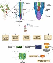 Image result for Salacia orientalis