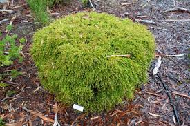 Image result for Lannea virgata