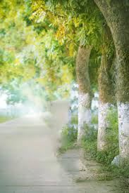Hd Blur Background For Photo Editing I Picsart Photoshop Blurred Background Photography Best Background Images Love Background Images