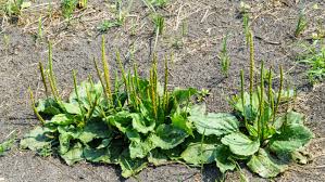 It grows almost anywhere because it can tolerate poor soil conditions. Can I Eat Purslane Edible Weeds Food Storage Moms