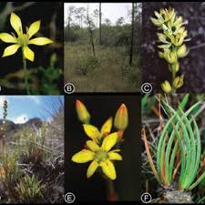 Hours may change under current circumstances Pdf A Synopsis Of Harperocallis Tofieldiaceae Alismatales With Ten New Combinations