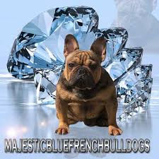 Find french bulldogs, also known as frenchies, for sale in illinois at dreamcatcher hill puppies. Majestic Blue French Bulldog Females