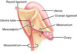 ligamentum latum uteri peritoneum
