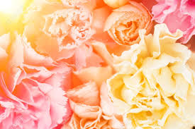 Send this colourful rose bouquet today with floraqueen's international delivery service to over 100 countries. Close Up Floral Composition With Pink Yellow And Peach Color Stock Photo Picture And Royalty Free Image Image 105805240