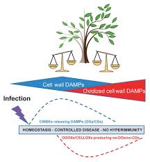All cells come from preexisting cells created through the process of cell division. Frontiers Dampening The Damps How Plants Maintain The Homeostasis Of Cell Wall Molecular Patterns And Avoid Hyper Immunity Plant Science