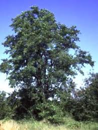 Image result for Catha edulis