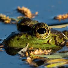 As an estimation at how long dunmer live i'd suggest 500 years, assuming there is no interference (lifespans are generally reduced by bladed instruments), but as far as i know (and i've looked for an. American Bullfrogs Seem Fun But Native Wildlife Is Croaking The Spokesman Review
