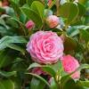Shrubs and bushes provide a simple framework for gardens, adding shape, texture and structure. Https Encrypted Tbn0 Gstatic Com Images Q Tbn And9gcqgnuaa4hrx7 O Timhljwmerqi Px70hrxyzehcpniqq4chk4e Usqp Cau