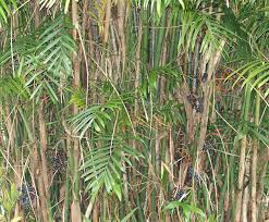 Image result for Chamaedorea seifrizii