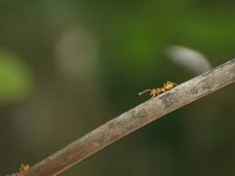Les Fourmis Tisserandes Pour Lutter Contre Les Mouches Des Fruits Afrique Sub Saharienne