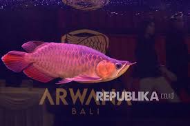 Pengertian ikan, ciri, jenis, manfaat, dan contohnya. Kkp Tetapkan 20 Jenis Ikan Yang Dilindungi Republika Online