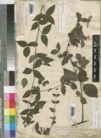 Image result for Mostuea